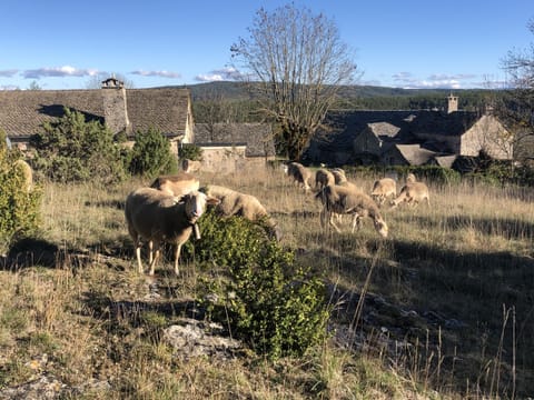 Brebis paissant sur le causse devant les maisons de Cauvel