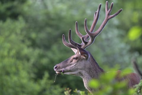 Cerf en velours