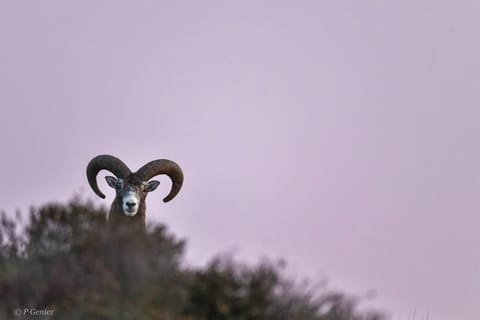 Mouflon