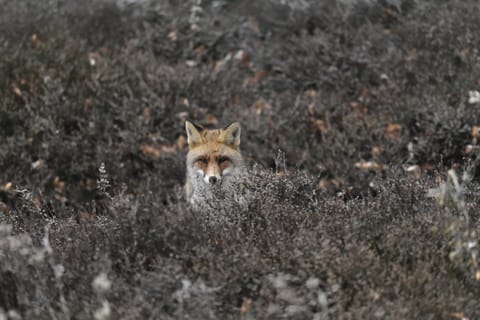 Renard dans la bruyère