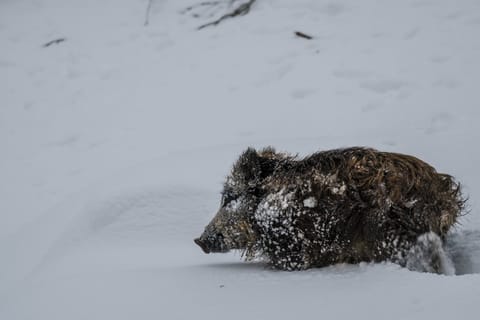 Sanglier dans la neige