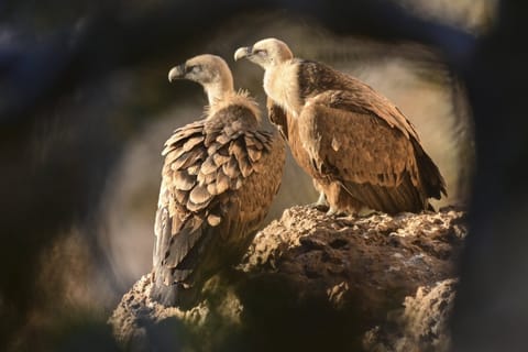 Deux vautours fauves posés sur un rocher